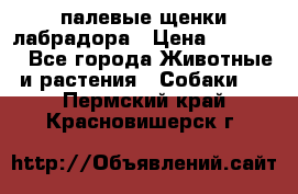 палевые щенки лабрадора › Цена ­ 30 000 - Все города Животные и растения » Собаки   . Пермский край,Красновишерск г.